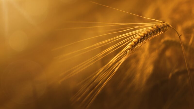 Single Wheat Ear — Gold, Serene, Sunset
