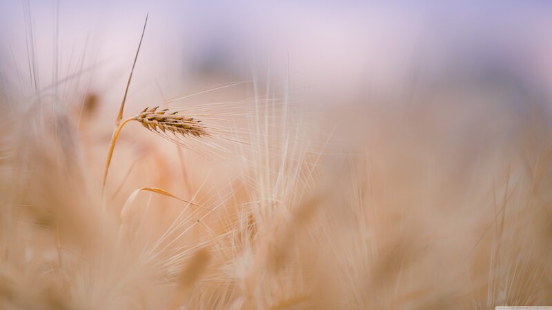 Single Wheat Ear — Gold