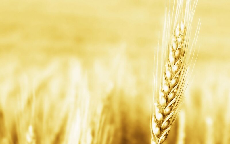 Single Wheat Ear — Yellow
