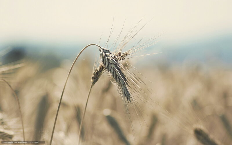 Single Wheat Stalk — Beige