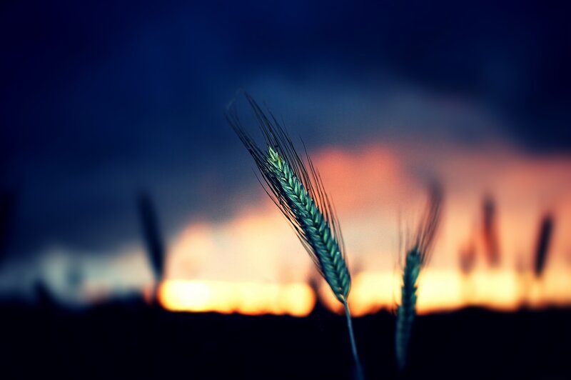Single Wheat Stalk — Blue, Dramatic