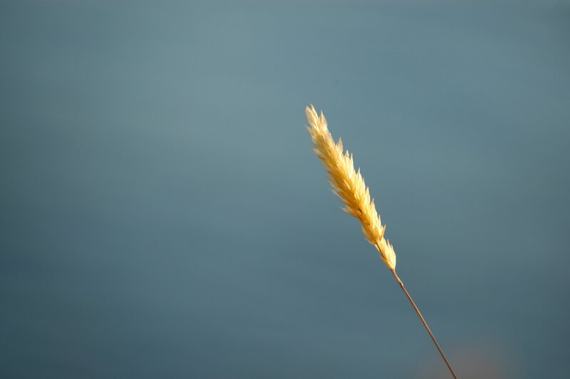 Single Wheat Stalk — Blue, Serene, Sunset, Photograph