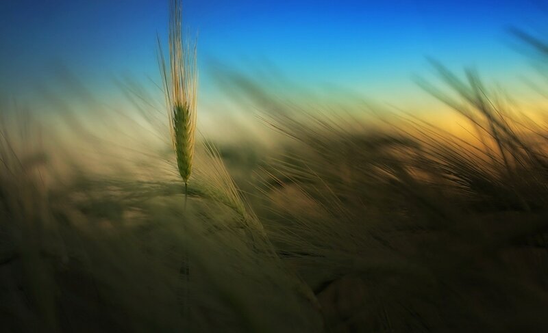 Single Wheat Stalk — Blue, Serene, Sunset