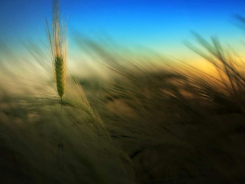 Single Wheat Stalk — Blue, Serene