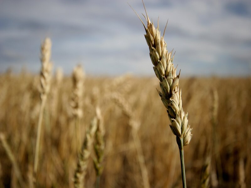 Single Wheat Stalk — Brown, Serene