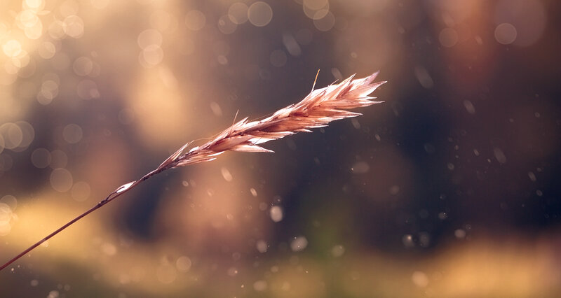 Single Wheat Stalk — Brown