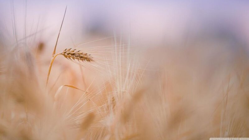 Single Wheat Stalk — Gold
