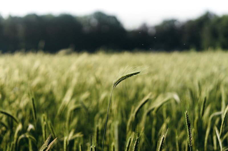 Single Wheat Stalk — Green, Serene, Afternoon