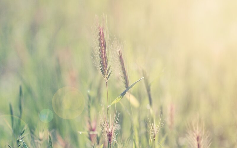 Single Wheat Stalk — Green, Serene, Morning, Photograph