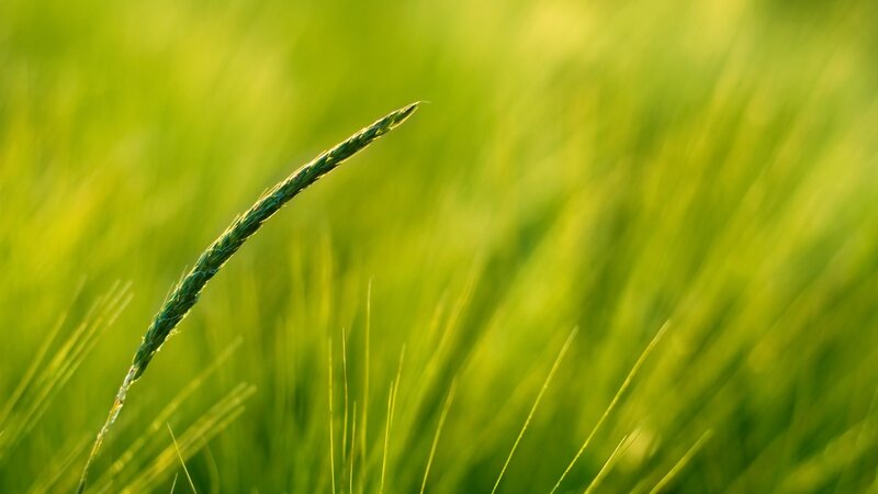 Single Wheat Stalk — Green, Serene, Morning