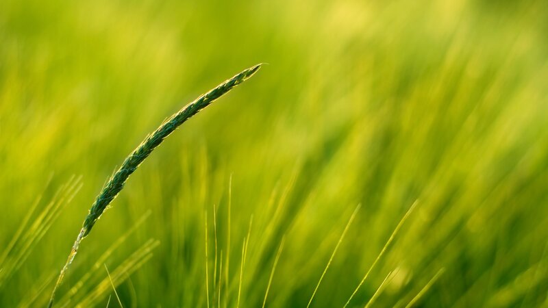Single Wheat Stalk — Green, Serene