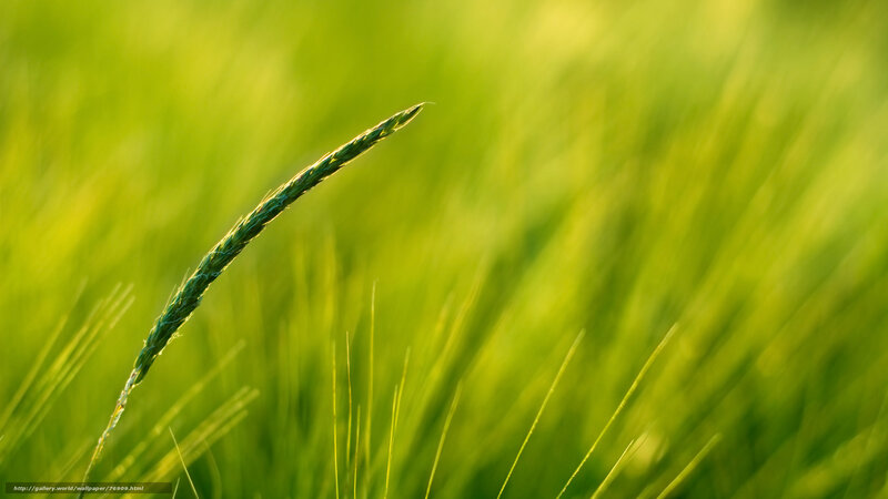 Single Wheat Stalk — Green