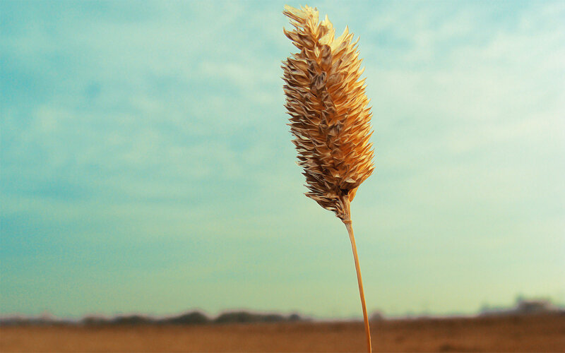 single wheat stalk in field