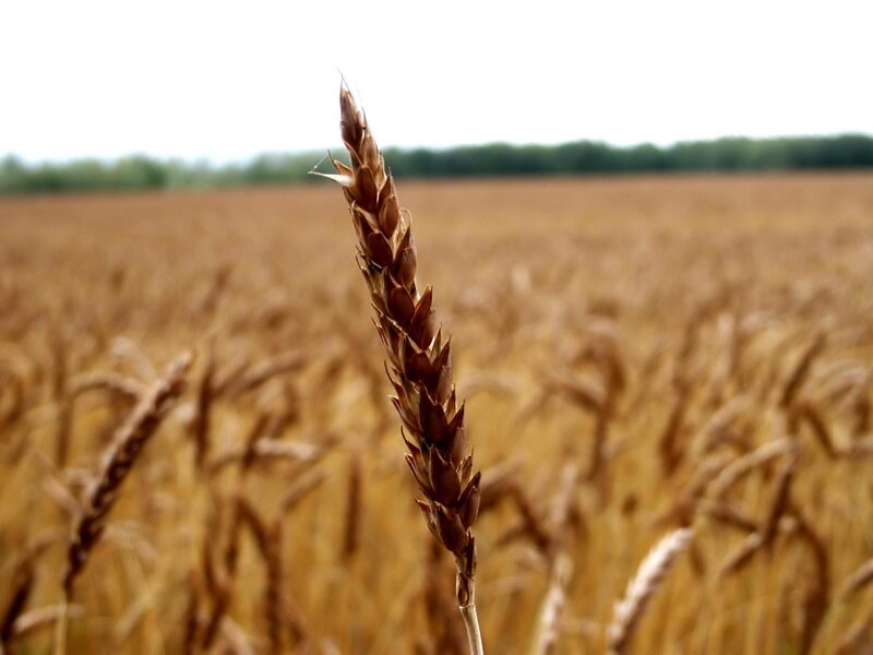 single wheat stalk in field