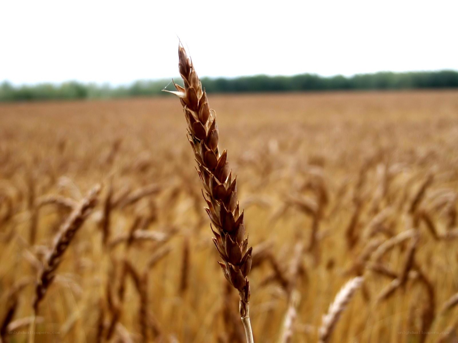 single wheat stalk in field