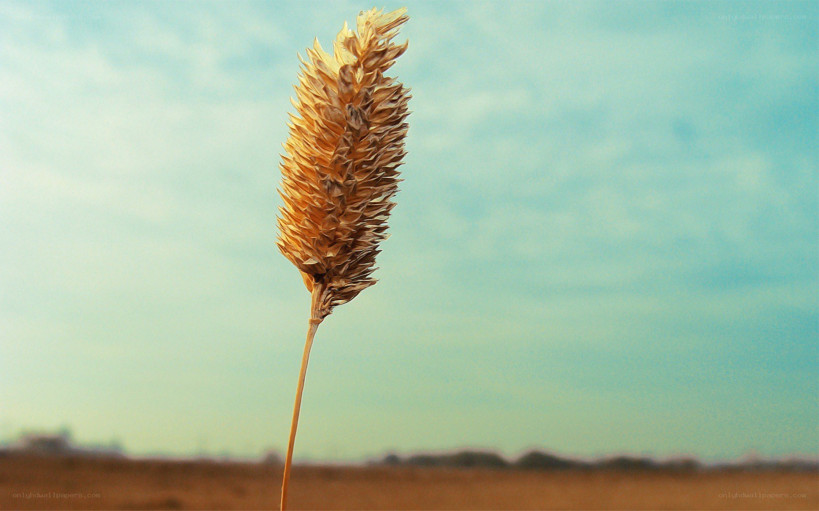 single wheat stalk in field