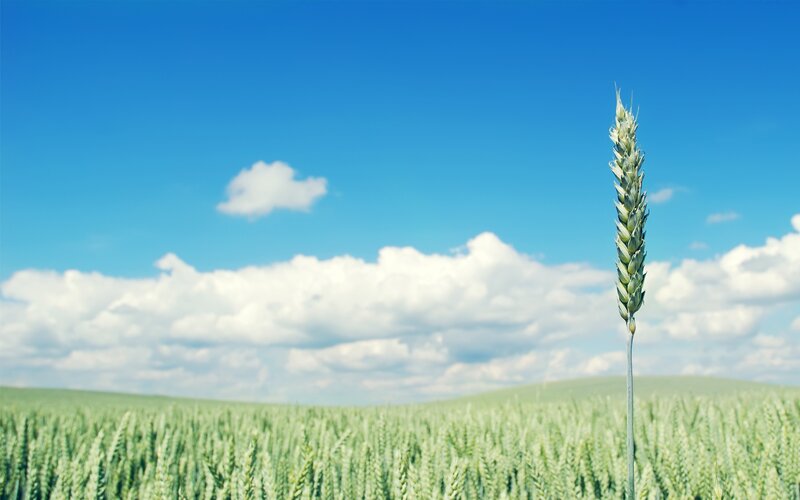 Single wheat stalk in field