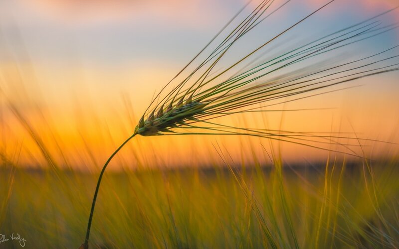 Single Wheat Stalk — Orange