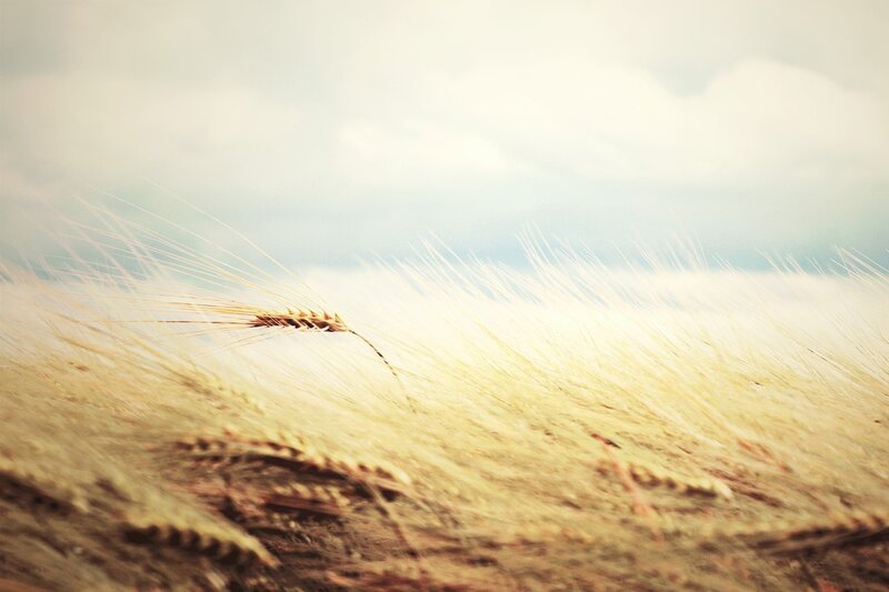 Single Wheat Stalk — Yellow, Serene, Afternoon