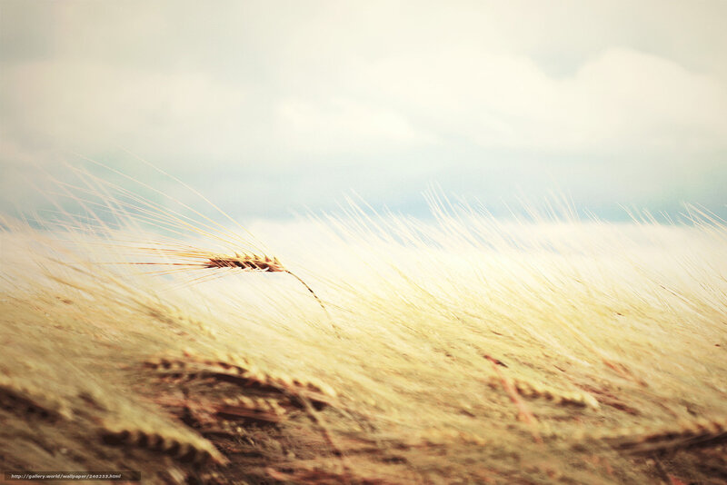 Single Wheat Stalk — Yellow, Serene
