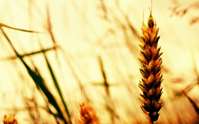 Single Wheat Stalk — Yellow