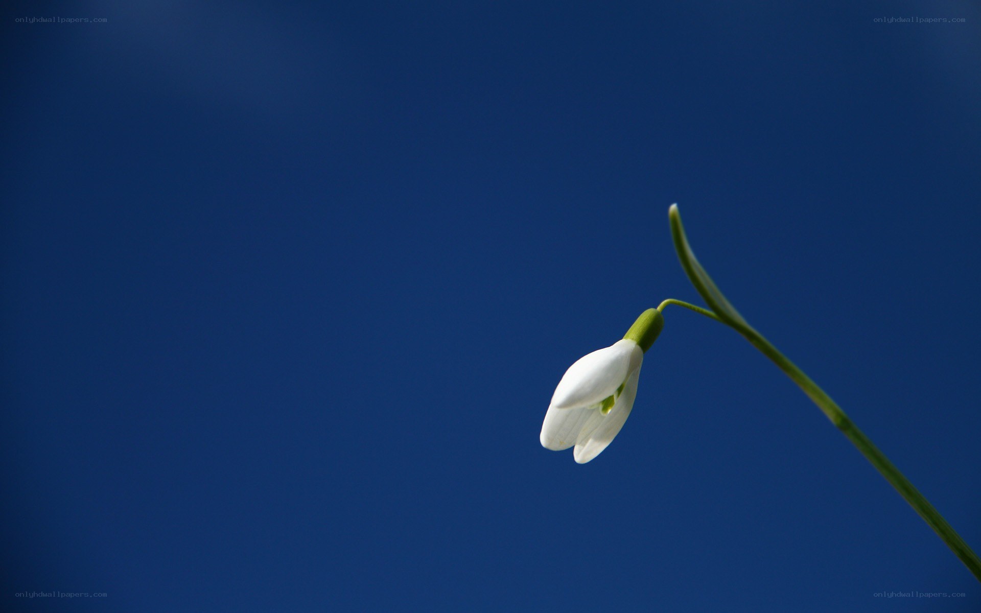 single white flower against blue sky