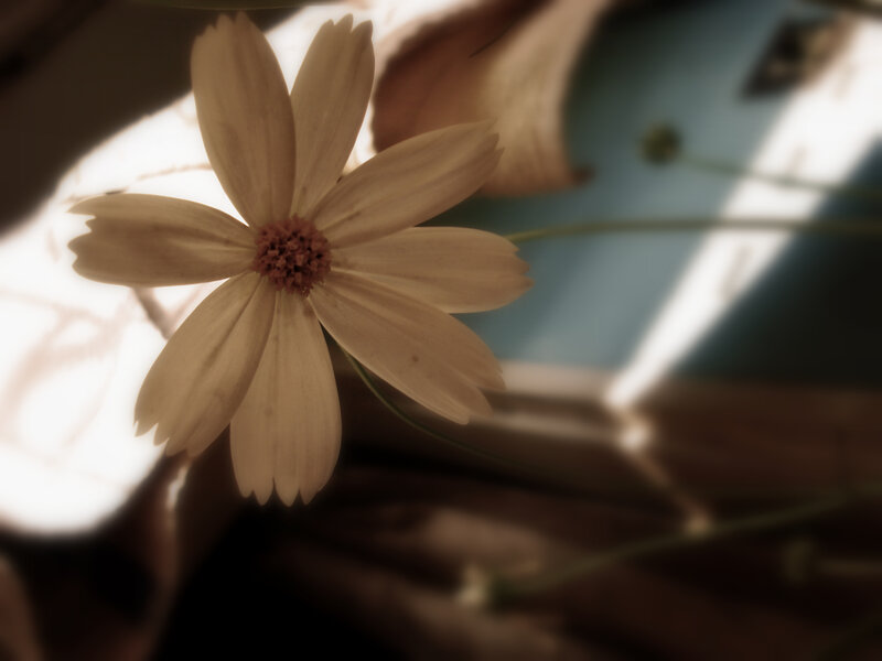 Single White Flower — Beige