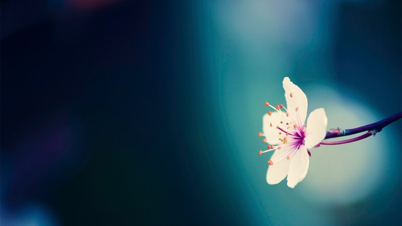 Single White Flower — Blue