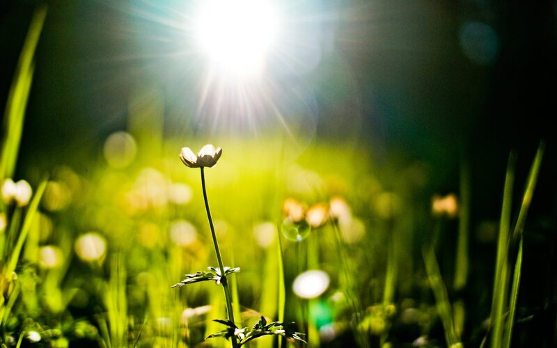 Single White Flower — Green, Serene
