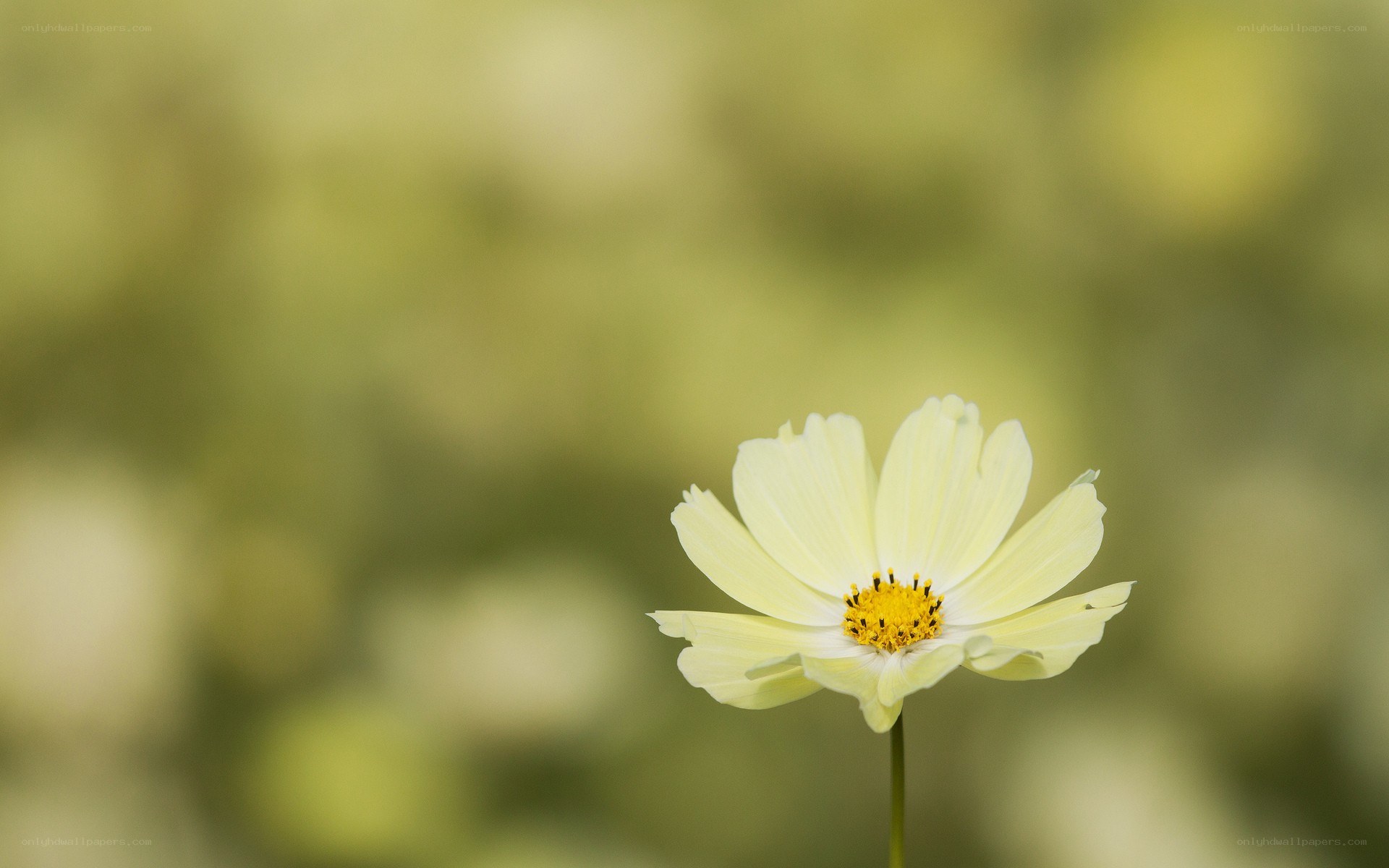 single white flower in focus