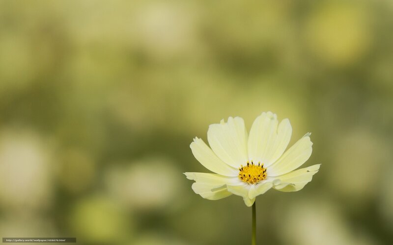 single white flower in focus