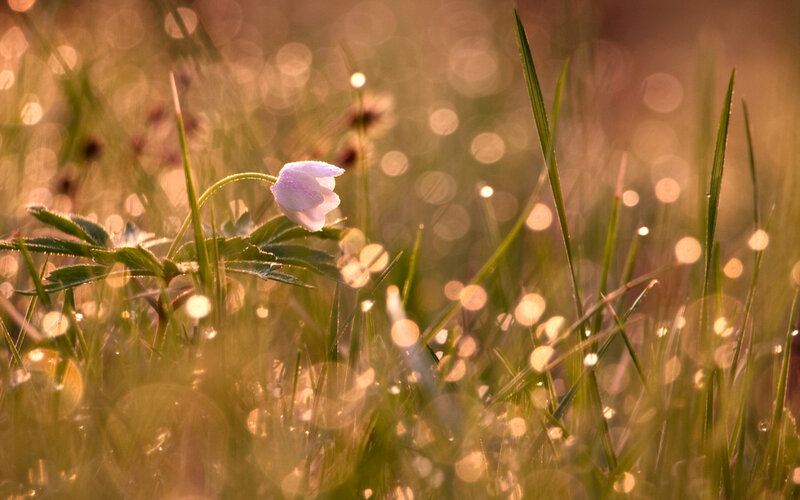 Single White Flower in Grass — Green