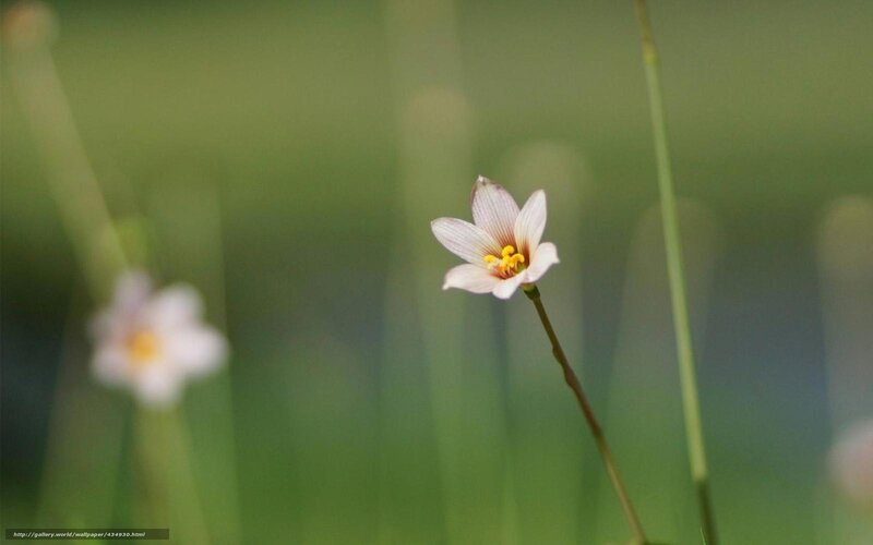 Single white flower in grass