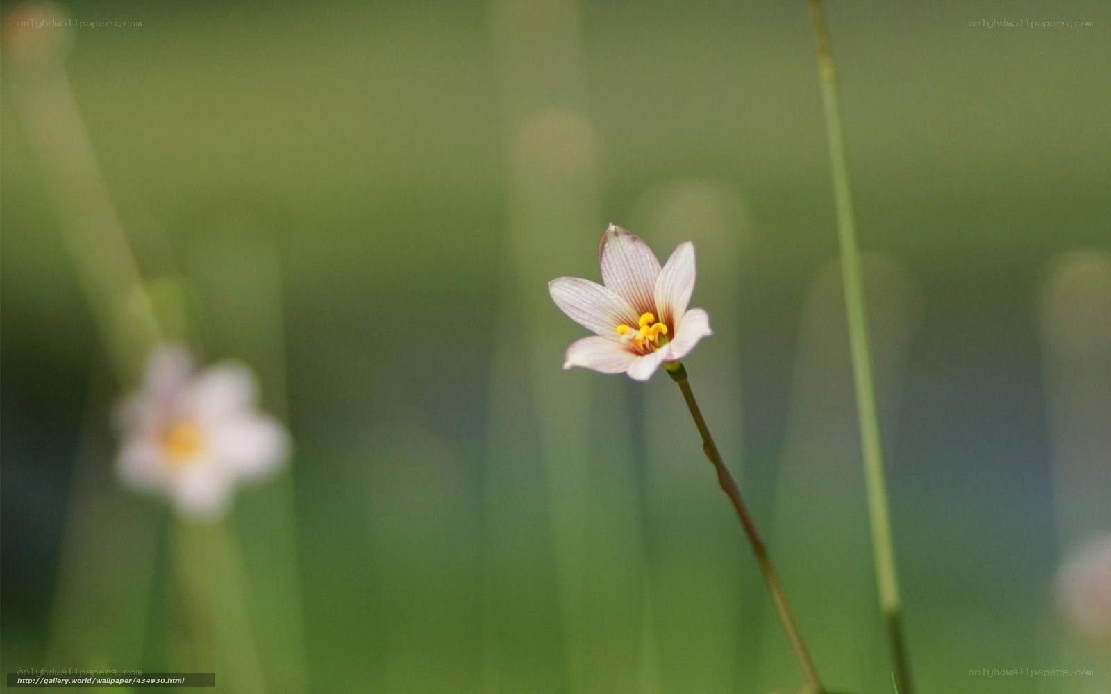 Single white flower in grass