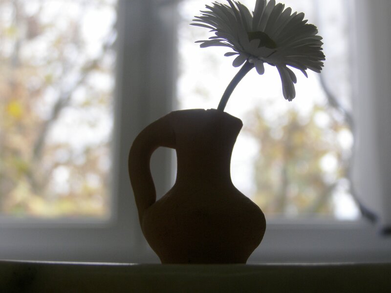 Single White Flower in Vase