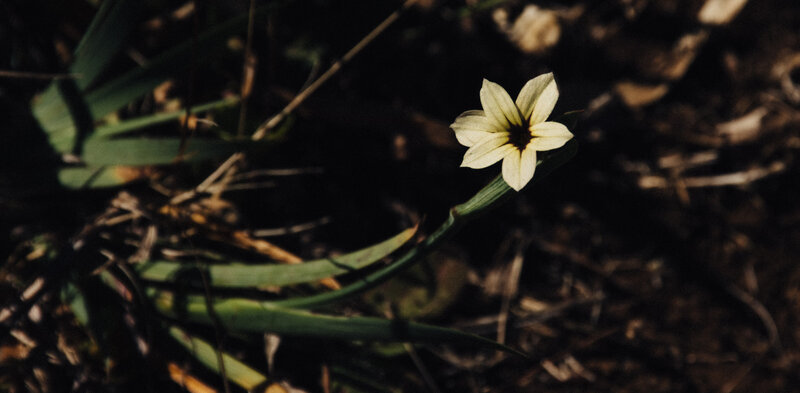 Single White Flower — Natural