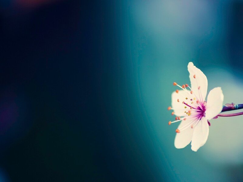 single white flower on blue