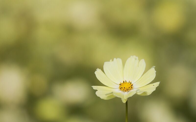 Single White Flower — Serene, Photograph