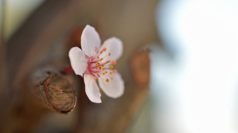 Single White Flower — Serene, Spring