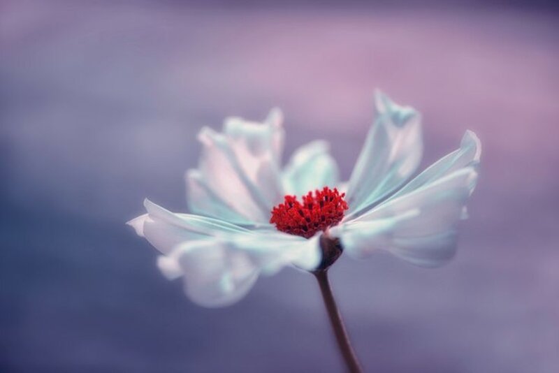Single White Flower — Serene