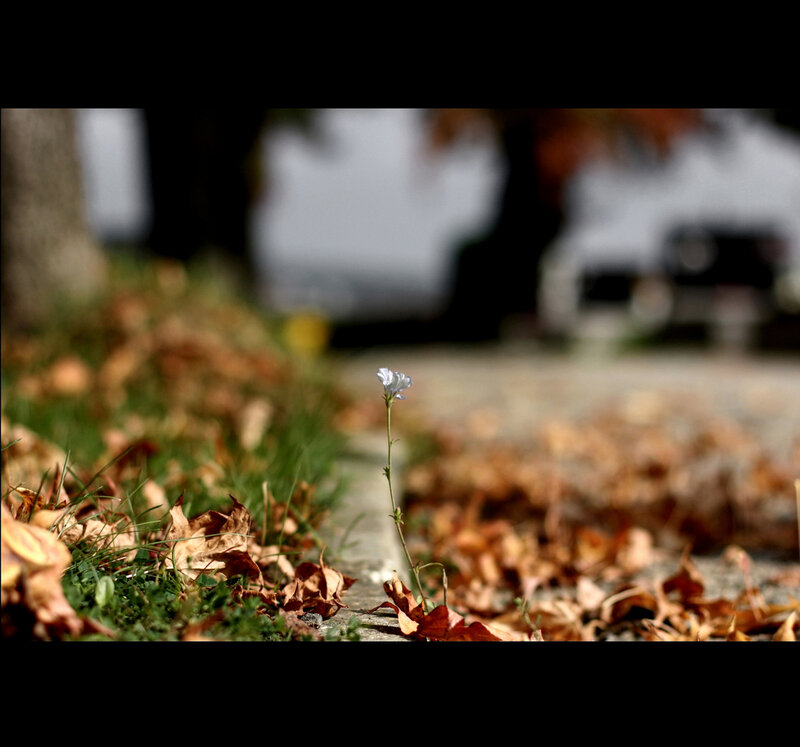 Single White Flower