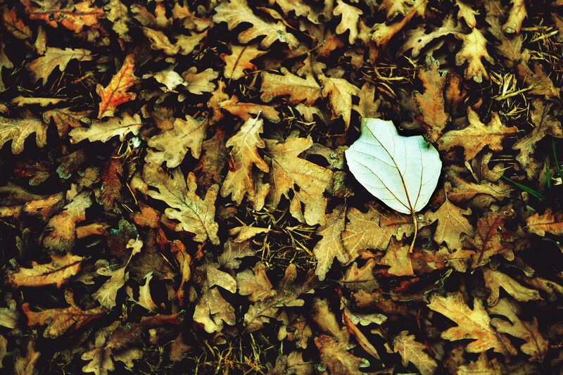 Single White Leaf