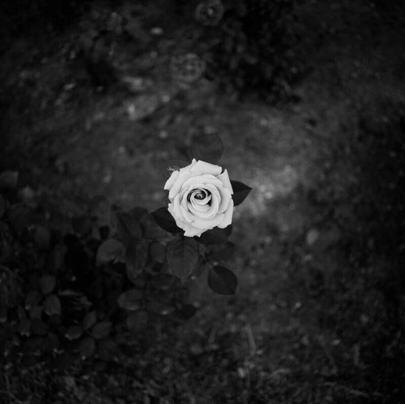 Single White Rose — Black, Somber
