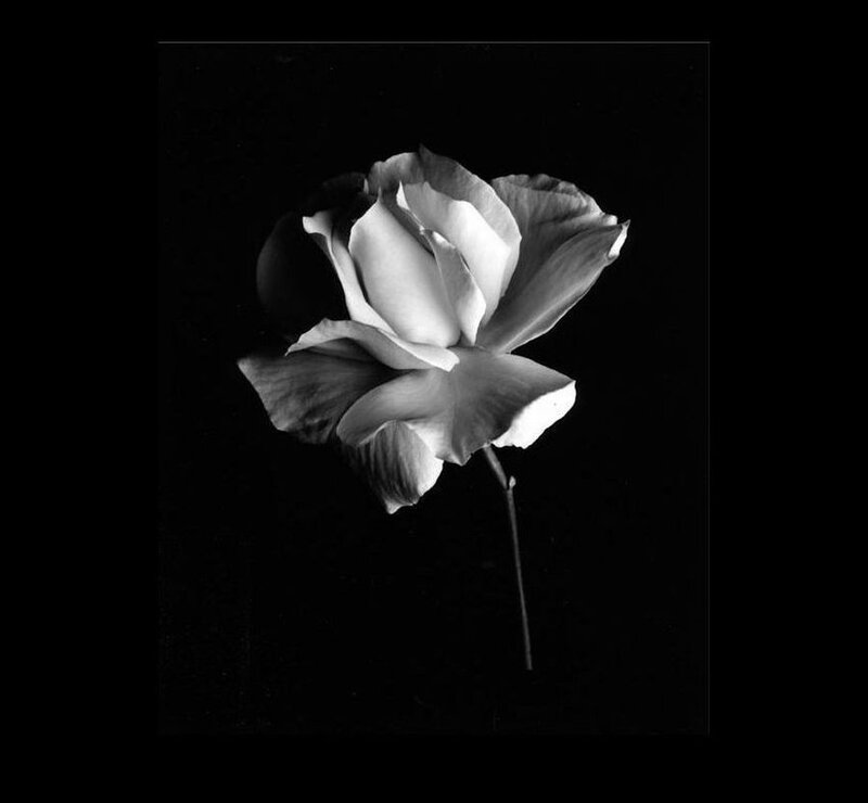 Single White Rose — Black