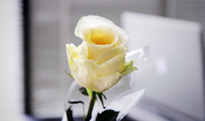 Single White Rose — Calm