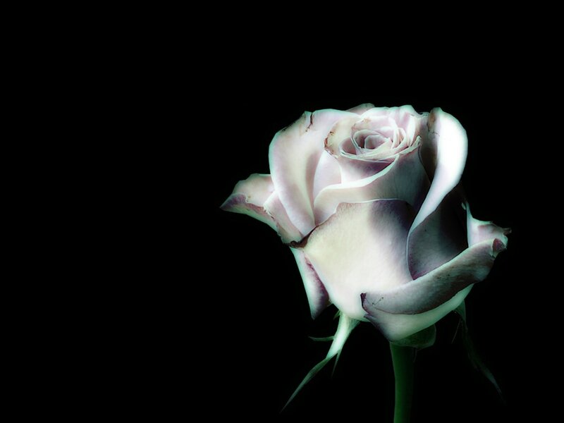 Single White Rose — Dramatic