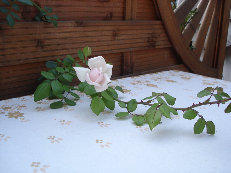 Single White Rose