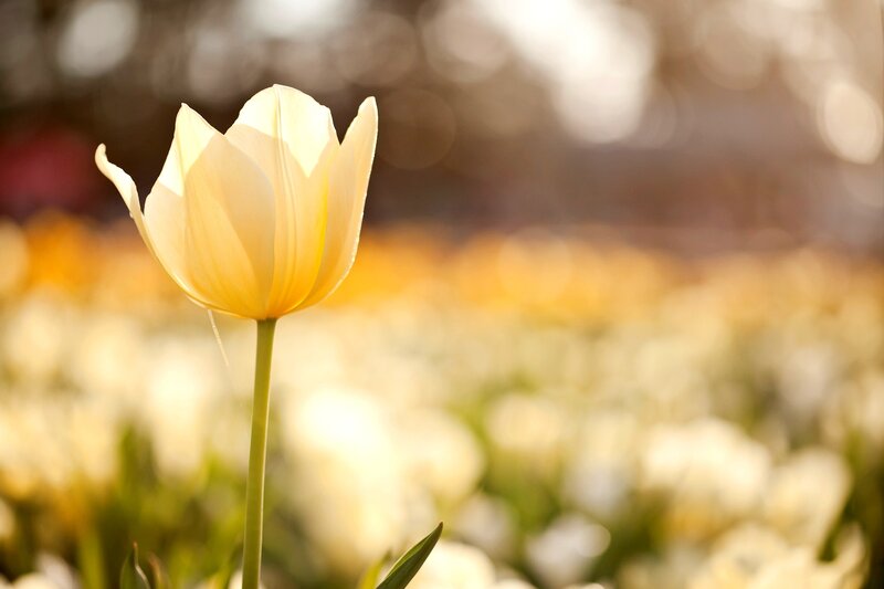 Single White Tulip
