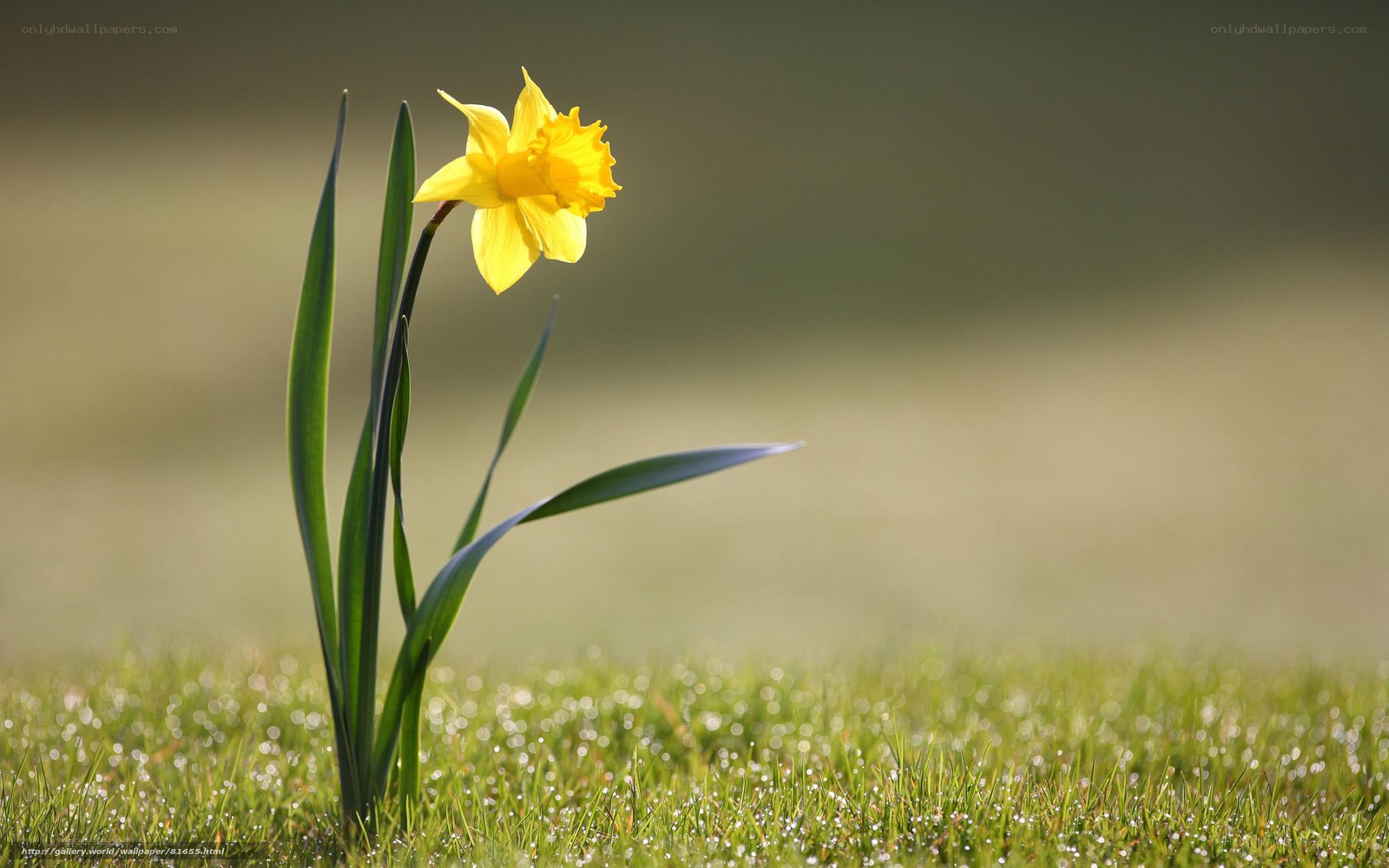 Single yellow daffodil in grass