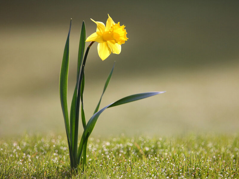Single Yellow Daffodil
